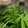 Семена каннабиса  Auto AK 49 feminised Ganja Seeds