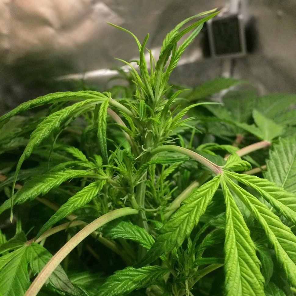 Семена каннабиса  Auto AK 49 feminised Ganja Seeds