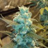 Семена марихуаны  Winnie Pooh feminised Ganja Seeds