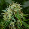 купить семена конопли Auto Lowryder feminised
