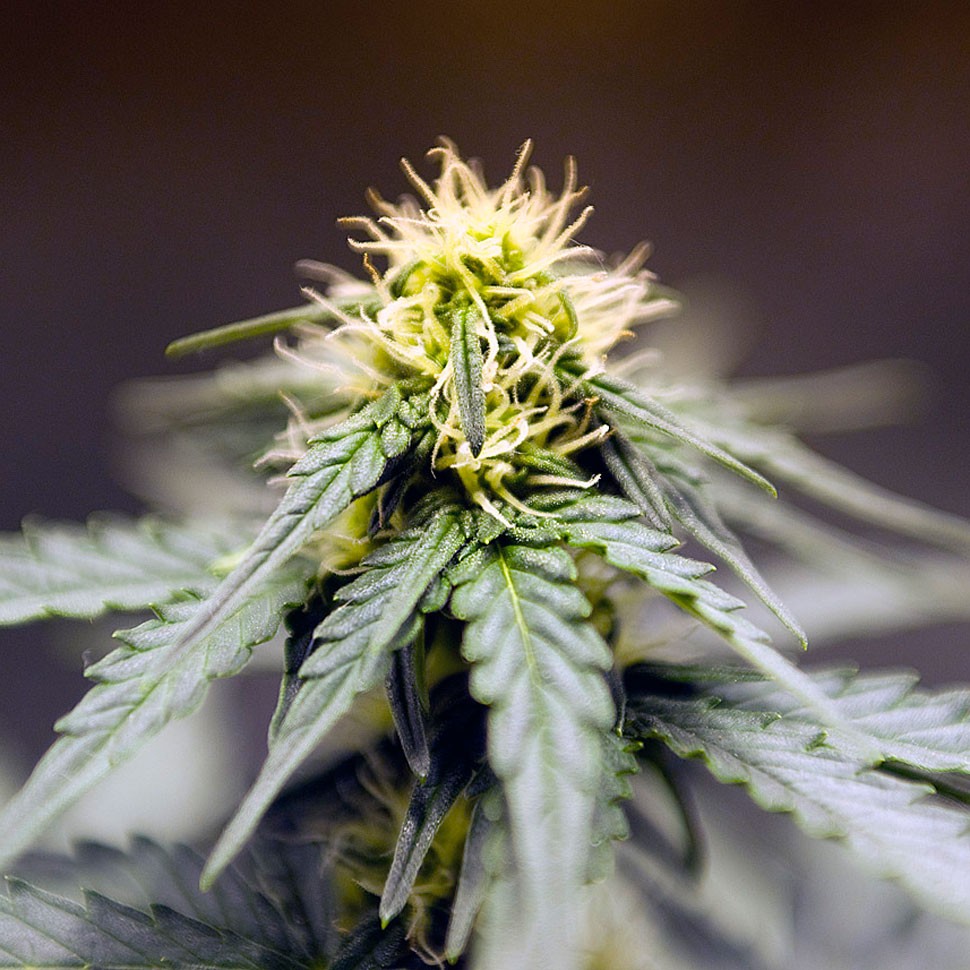 Семена  Auto Lowryder feminised Ganja Seeds
