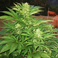 Narkush regular Ganja Seeds