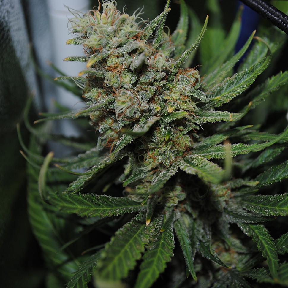 Семена марихуаны  Auto Super Critical feminised Ganja Seeds