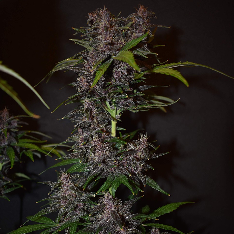 Семена ганжа  Auto Blackberry Kush feminised Ganja Seeds