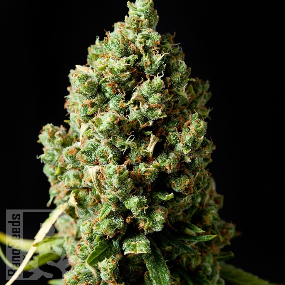 Семена каннабиса  Sharkbite feminised Ganja Seeds