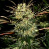 Семена  Early Durban regular Ganja Seeds