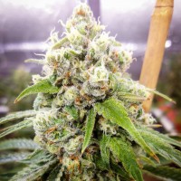 Black Domina x Jack Herer feminised Ganja Seeds