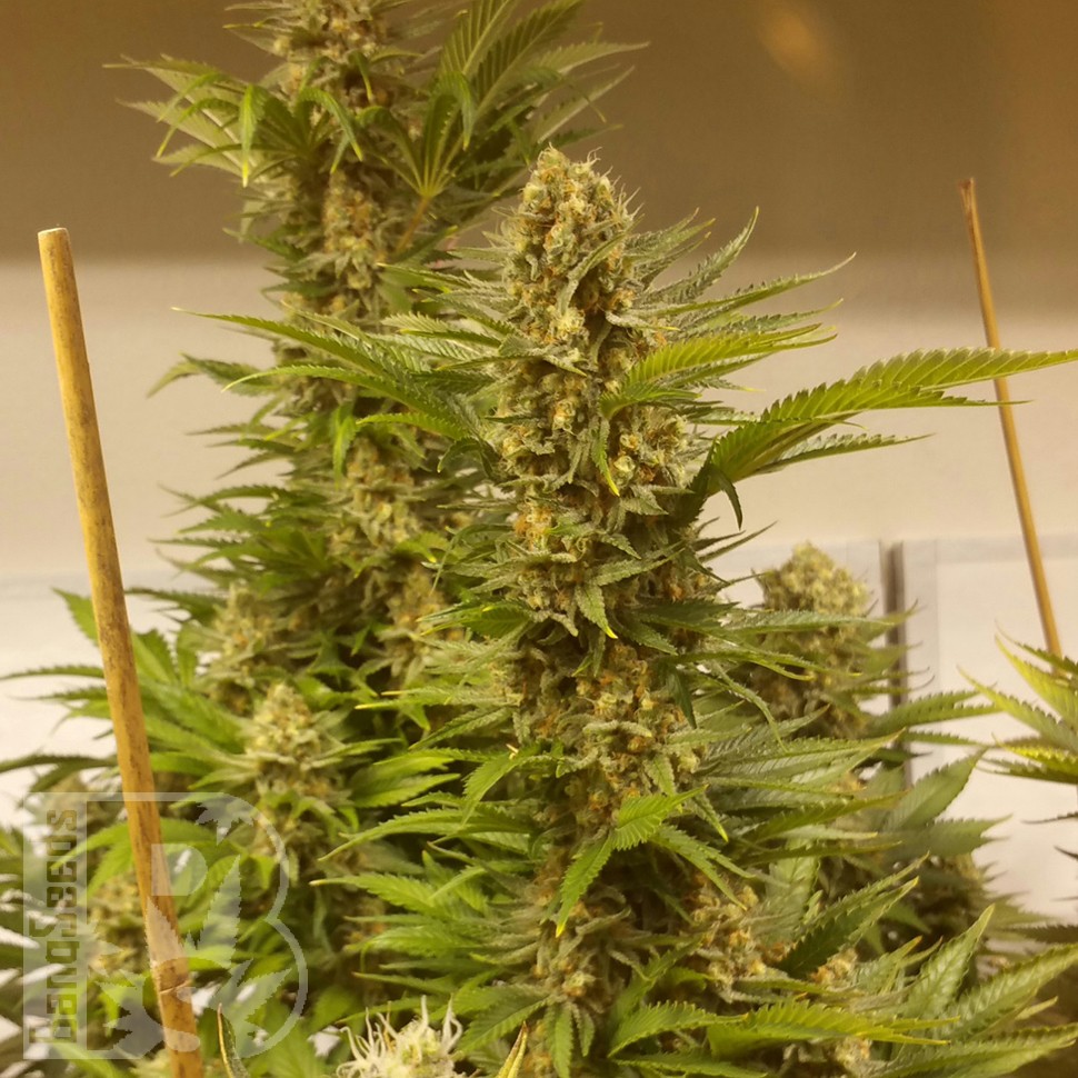 Семена марихуаны  White Widow x Black Domina feminised Ganja Seeds