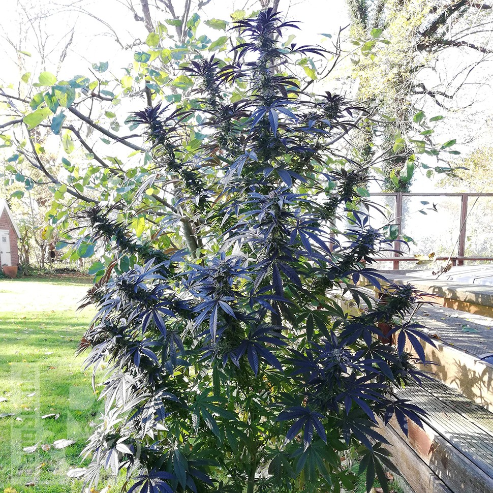 заказ семян конопли Blue Queen feminised