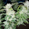 заказать качественные семена конопли Blue Queen feminised