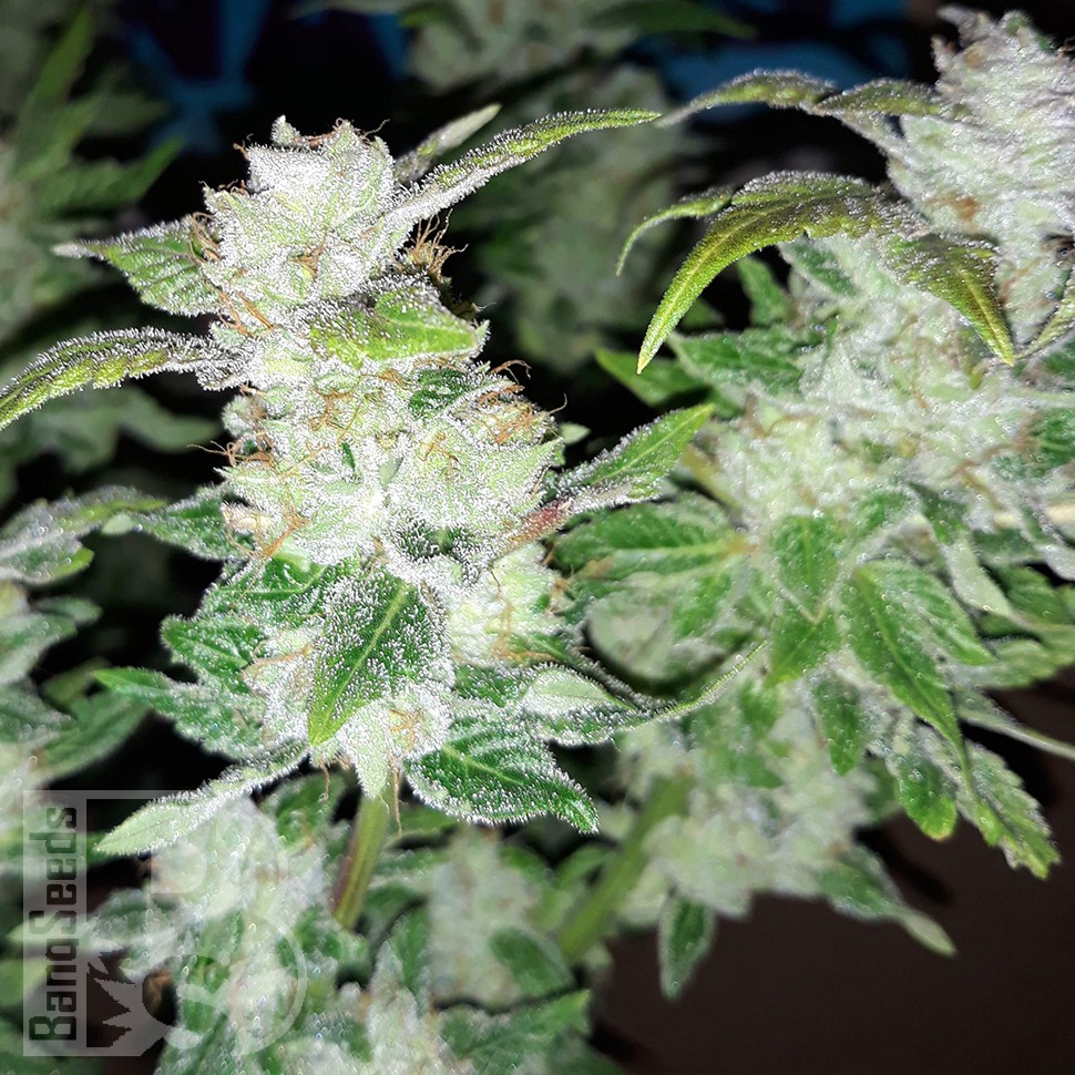 Семена конопли  Blue Queen feminised Ganja Seeds