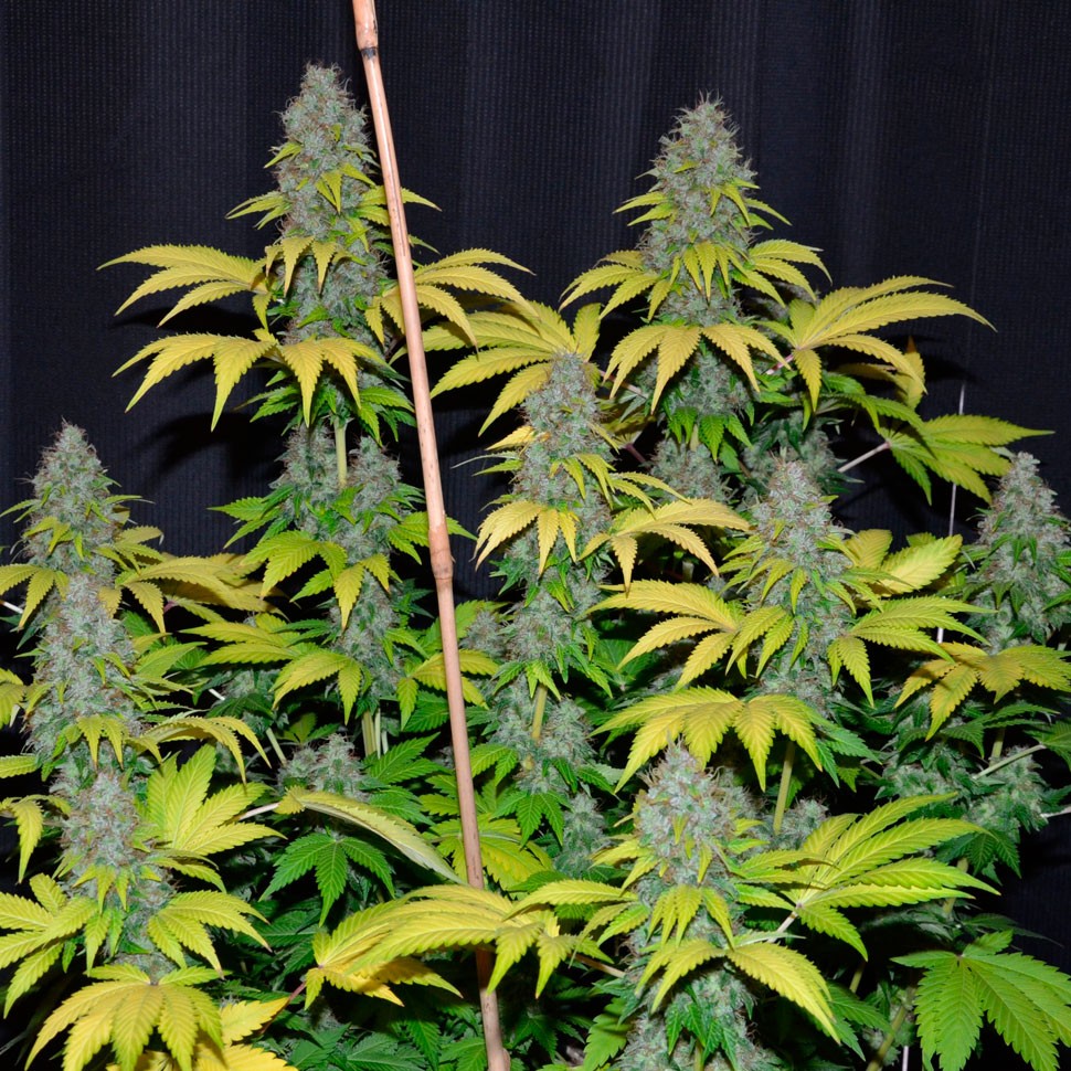 Семена  Bubble Gum regular Ganja Seeds