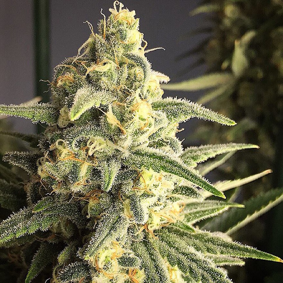 Семена марихуаны  Cream 47 regular Ganja Seeds