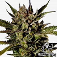 Auto Cheese feminised Green Silk Road Seeds