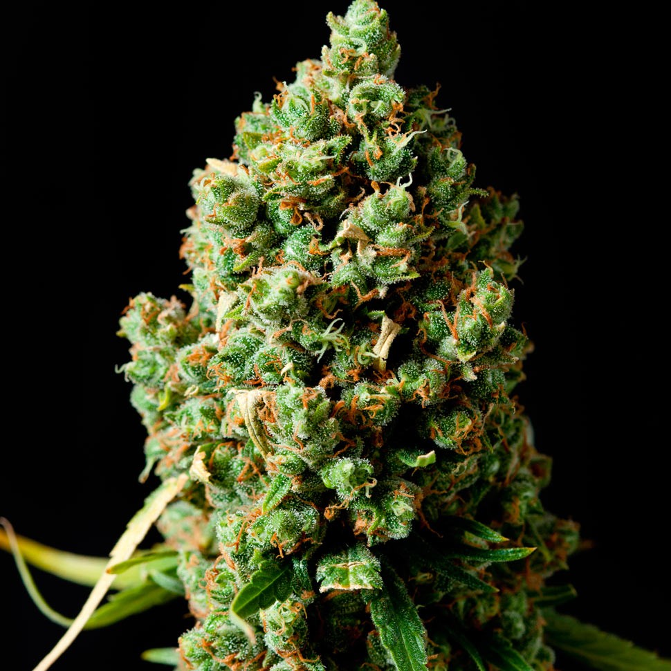 Семена марихуаны  Auto Critical Kush feminised Ganja Seeds