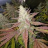 где заказать семена конопли Bubblelicious regular