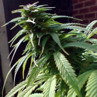 White Widow x Early Skunk feminised Ganja Seeds