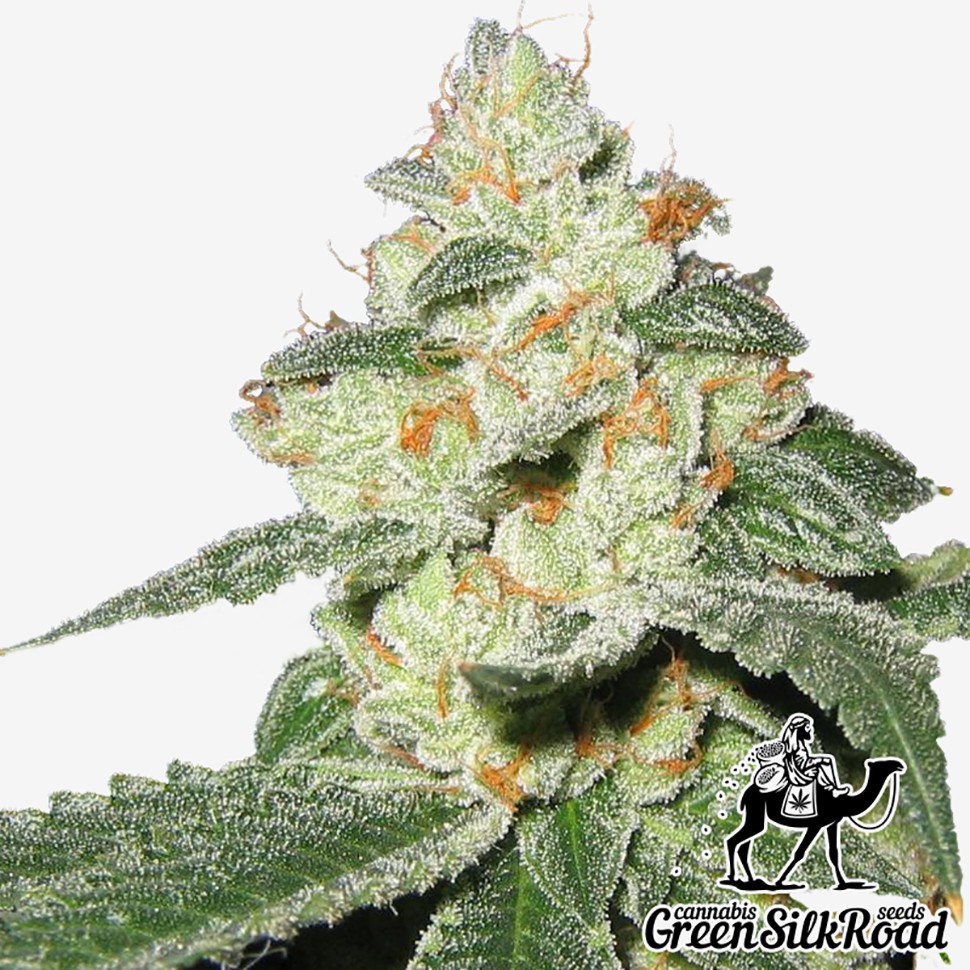 Семена марихуаны  Auto Great White Shark feminised Green Silk Road Seeds