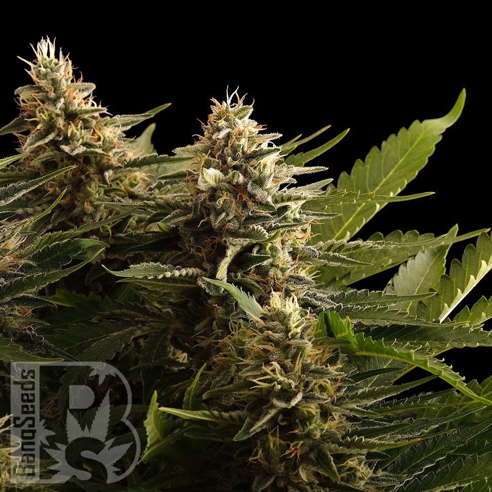 Семена  Black Domina x M8 feminised Ganja Seeds