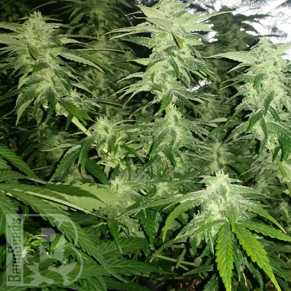 Семена  White Widow x Great White Shark feminised Ganja Seeds