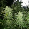 Семена  White Widow x Great White Shark feminised Ganja Seeds