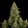 Семена  White Widow x Great White Shark feminised Ganja Seeds