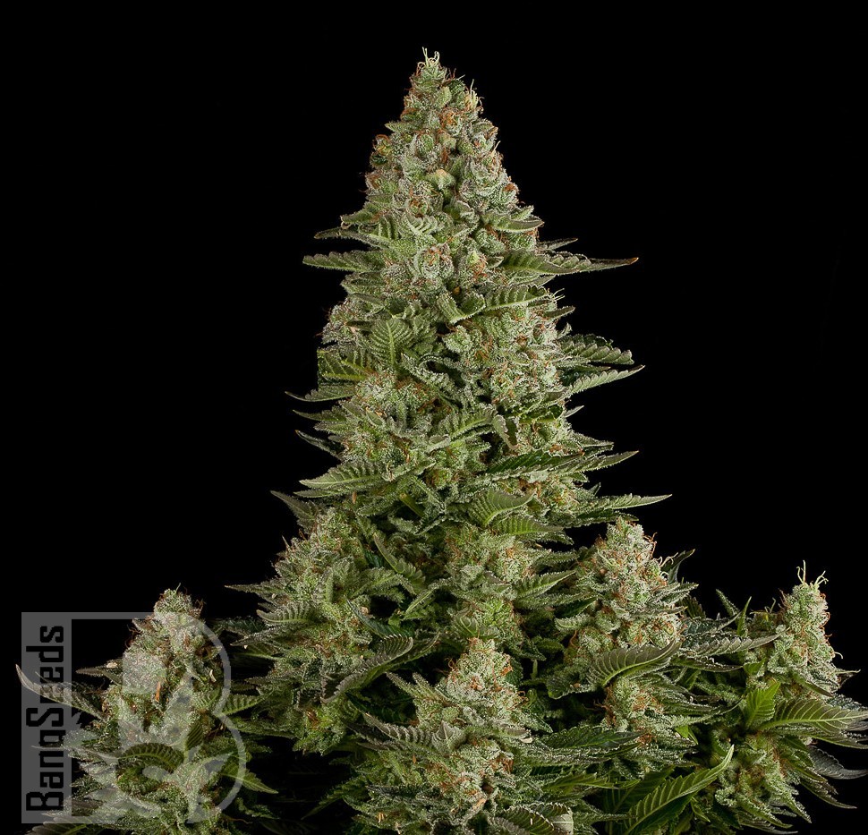 Семена  White Widow x Great White Shark feminised Ganja Seeds
