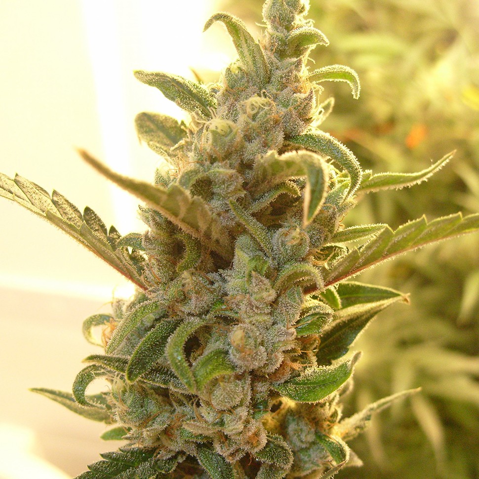 Семена каннабиса  Auto Dreamberry feminised Ganja Seeds