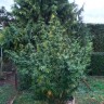 Купить семена Black Russian feminised Ganja Seeds