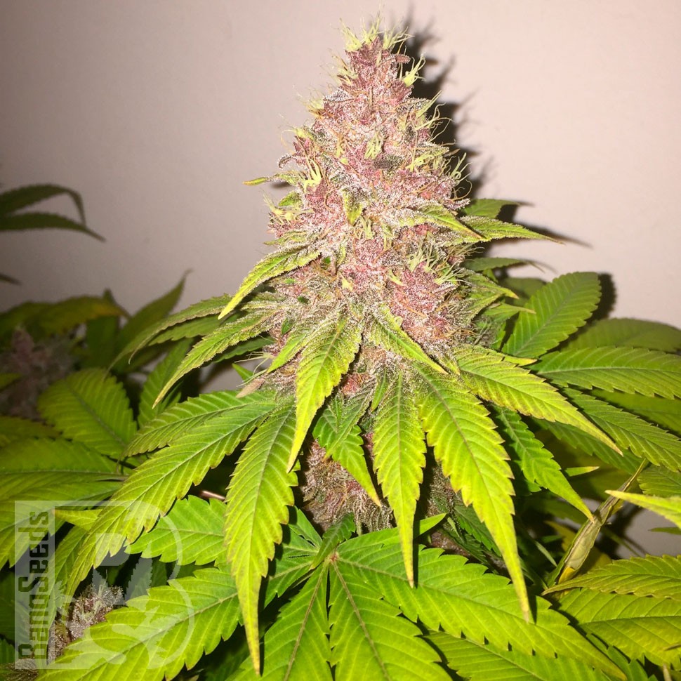 Семена каннабиса  Black Russian feminised Ganja Seeds