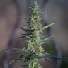 Семена конопли  White Widow x Jack Herer feminised Ganja Seeds