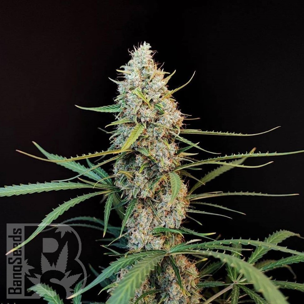 Семена конопли  White Widow x Jack Herer feminised Ganja Seeds