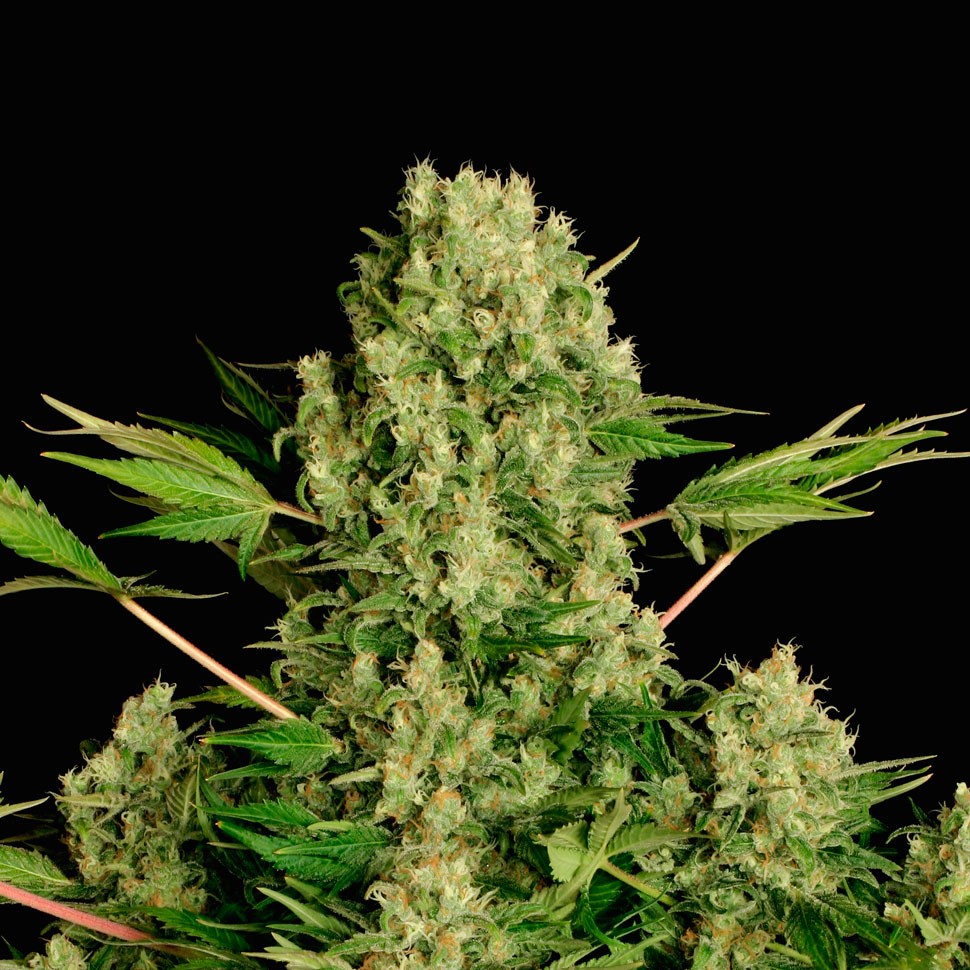 Семена ганжа  White Russian regular Ganja Seeds