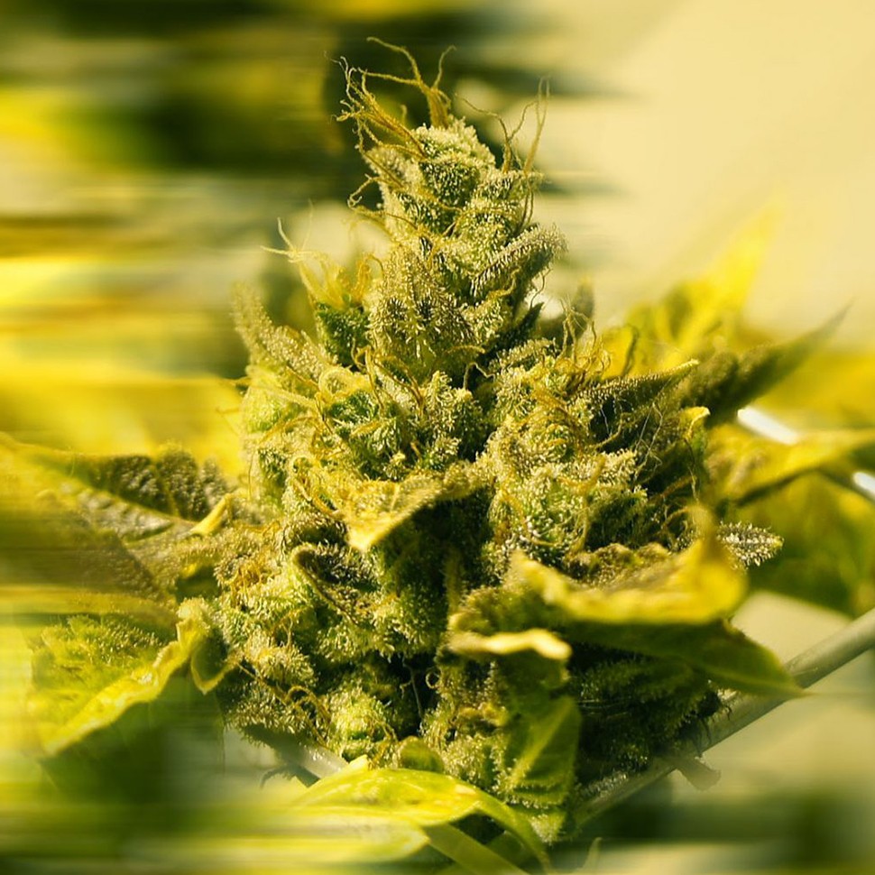 Семена ганжа  Era regular Ganja Seeds