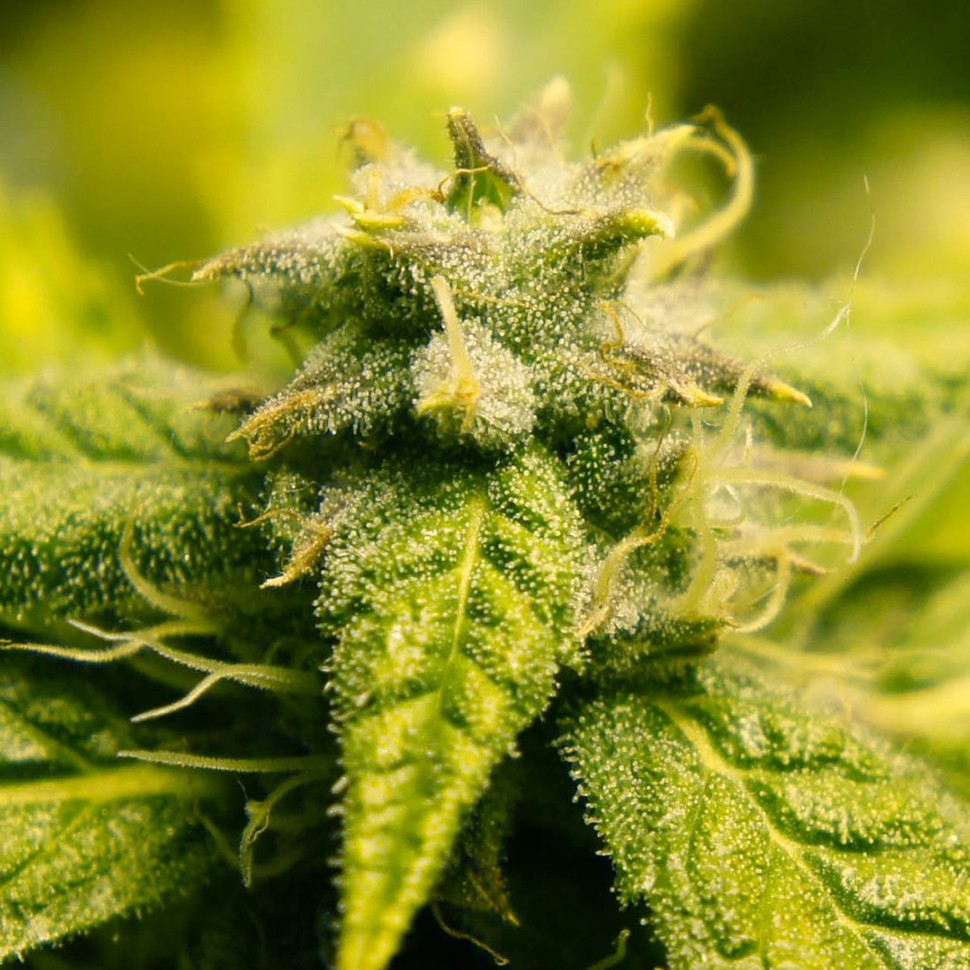 семена конопли в оригинальных упаковках Era regular Ganja Seeds