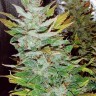 Семена каннабиса  Opium feminised Ganja Seeds