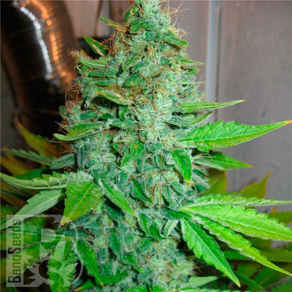 Семена  G13 Haze feminised Ganja Seeds