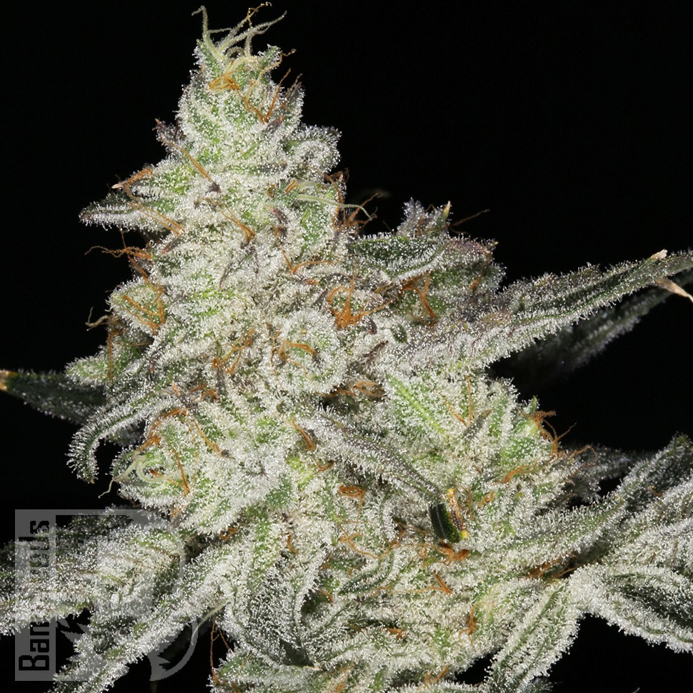 Семена ганжа  Snow Ryder feminised Ganja Seeds