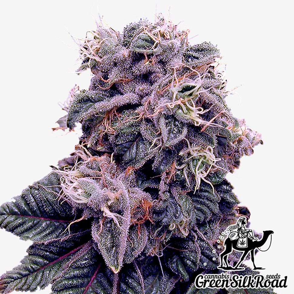 Семена  Blueberry feminised Green Silk Road Seeds
