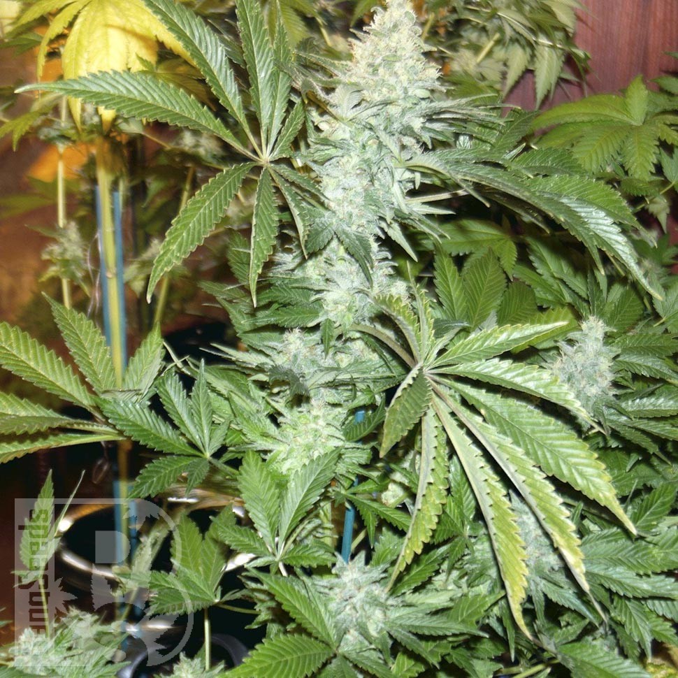 Семена ганжа  White Rhino feminised Ganja Seeds