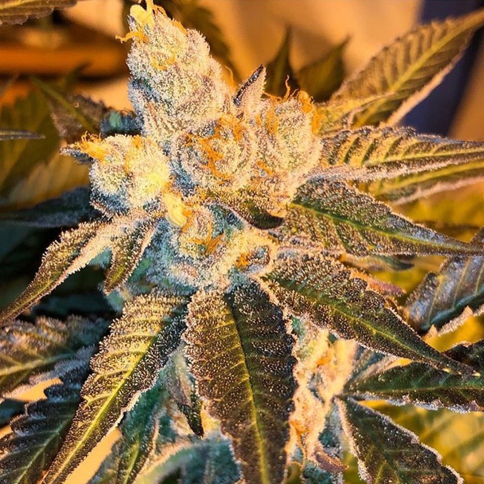 Семена  Cyclops regular Ganja Seeds