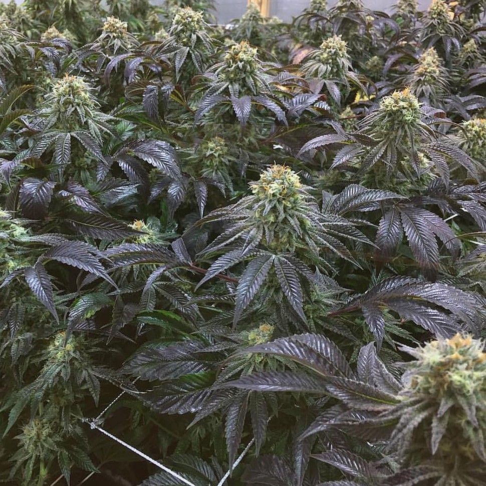 Семена ганжа  NHL Diesel feminised Victory Seeds