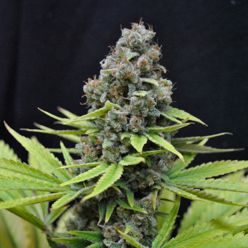 Семена марихуаны  Auto S.A.D. (Sweet Afgani Delicious) feminised Ganja Seeds