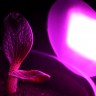 Линейный светодиодный фитосветильник LED Союз 5 для конопли