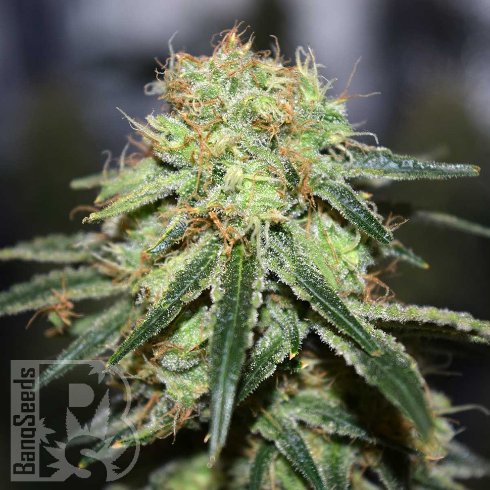 Семена каннабиса  Super Bud feminised Ganja Seeds