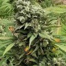 Семена каннабиса  Super Bud feminised Ganja Seeds