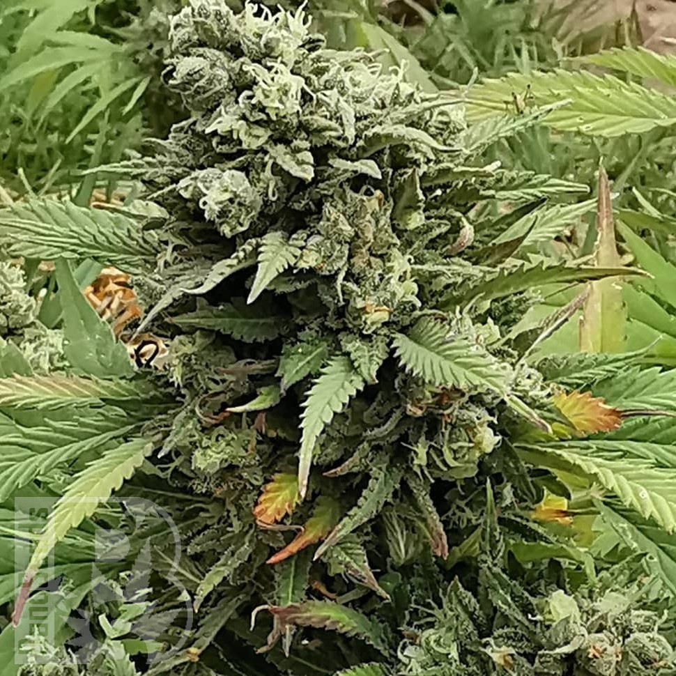 Семена каннабиса  Super Bud feminised Ganja Seeds