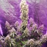 Семена каннабиса  Himalaya Blue Diesel regular Ganja Seeds