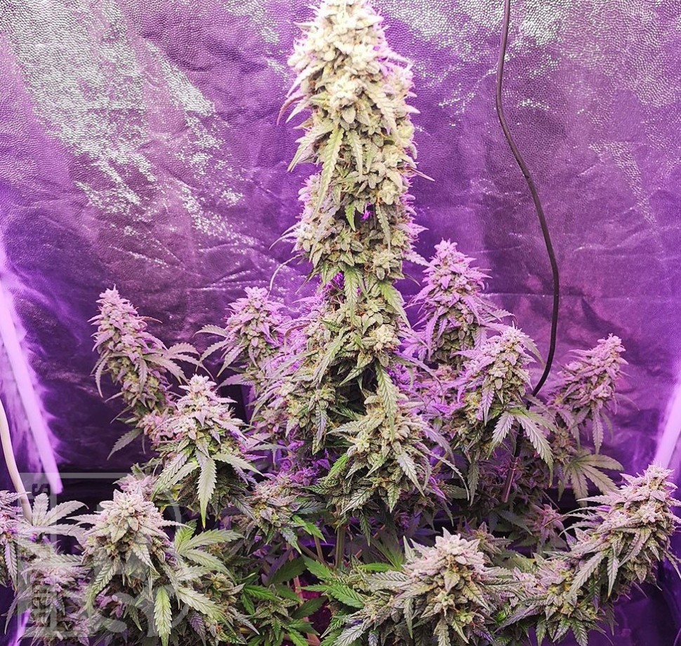 Семена каннабиса  Himalaya Blue Diesel regular Ganja Seeds