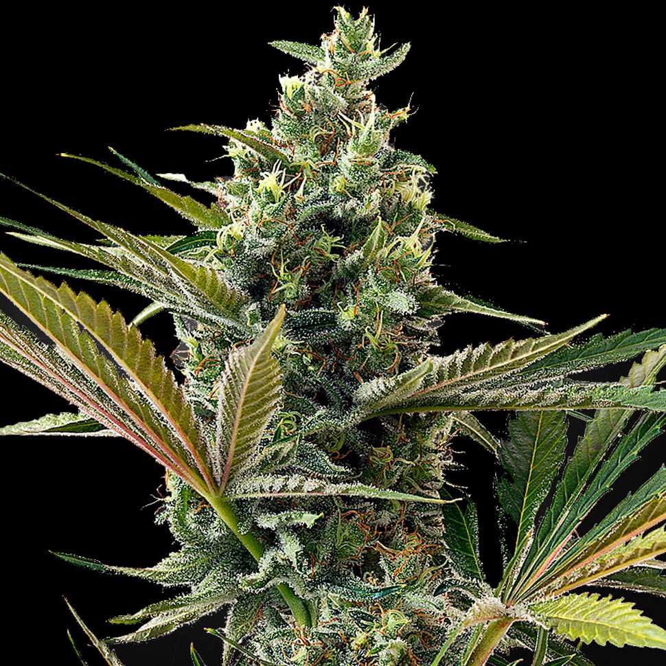 Семена  Auto Super Lemon Haze CBD feminised Ganja Seeds
